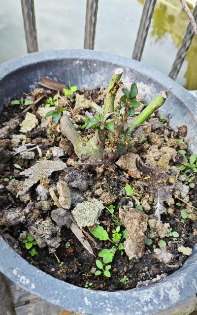 家庭养花用生根粉