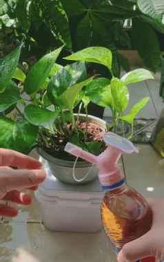 家庭养花用生根粉