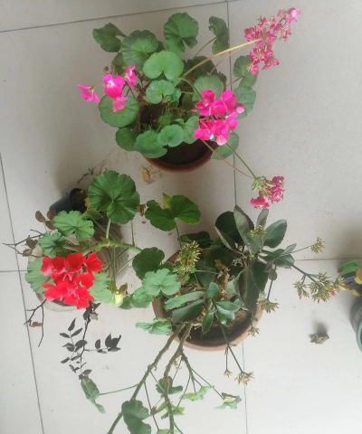 家庭养花用生根粉