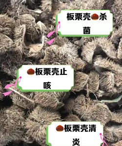 板栗壳养花用量