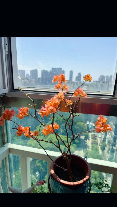 家庭养花用生根粉