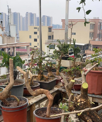 家庭养花用生根粉