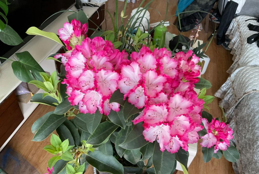 家庭养花用生根粉