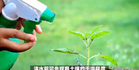 家庭养花用生根粉