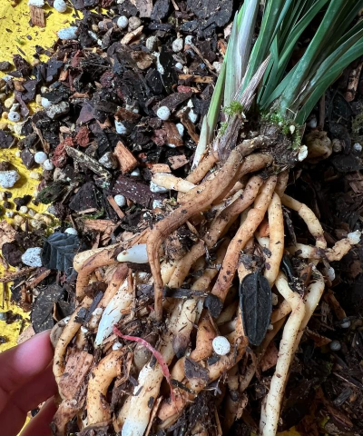 家庭养花用生根粉