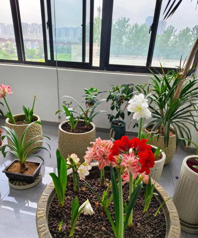 家庭养花用生根粉