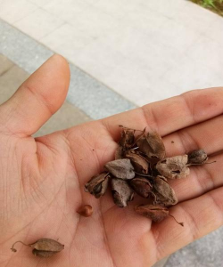 如何种植珊瑚藤种子