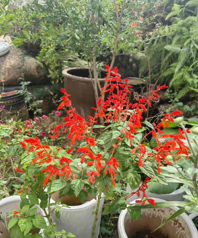 家庭养花用生根粉