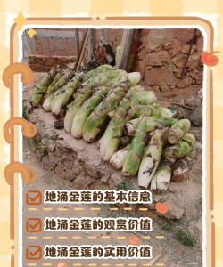 地涌金莲如何防止虫害