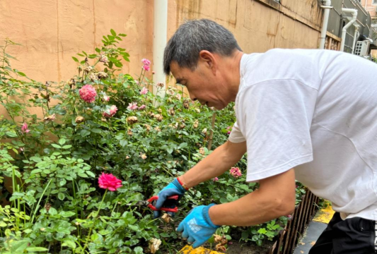 家庭养花用生根粉