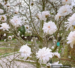 玉兰养花王大爷