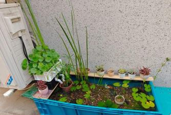 家庭养花用生根粉