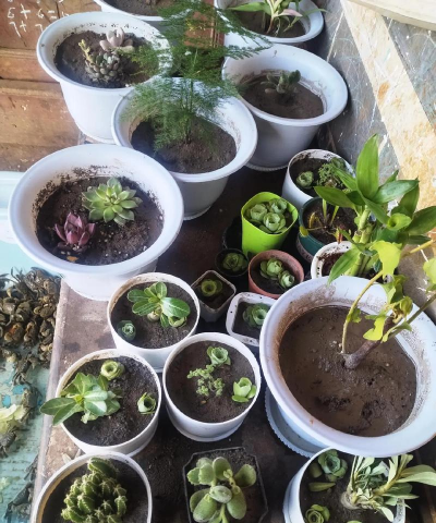 家庭养花用生根粉