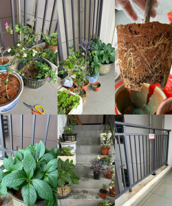 家庭养花用生根粉