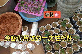 家庭养花用生根粉