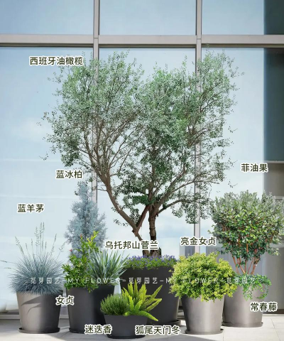 橄榄花家庭养花方法