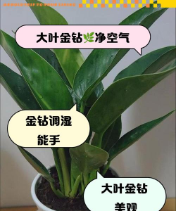 养花大叶有毒吗