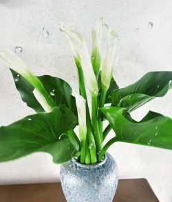 马脚掌可以养花吗