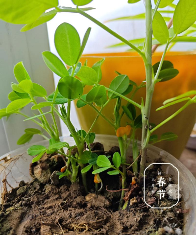 家庭养花用生根粉