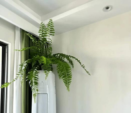 栽培的意思，核心概念，通俗理解