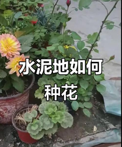 栽培的意思，核心概念，通俗理解