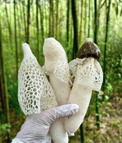 竹荪菌棒能养花吗