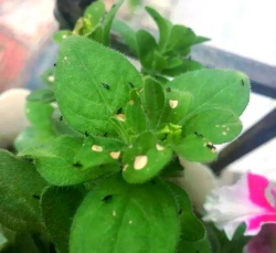 芍药花怎么养，掌握关键要点，花开更鲜艳