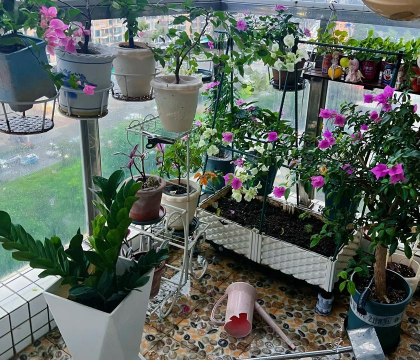 芍药花怎么养，掌握关键要点，花开更鲜艳