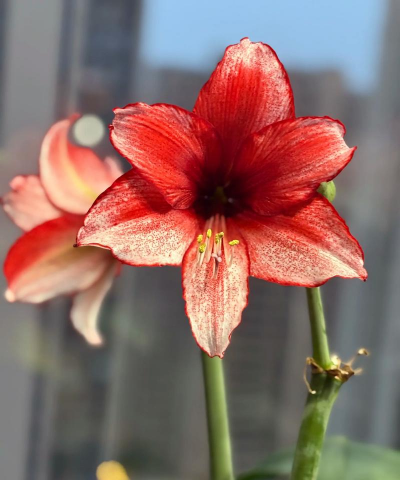 芍药花怎么养，掌握关键要点，花开更鲜艳