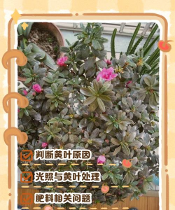 芍药花怎么养，掌握关键要点，花开更鲜艳
