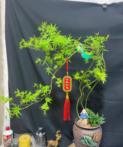 芍药花怎么养，掌握关键要点，花开更鲜艳