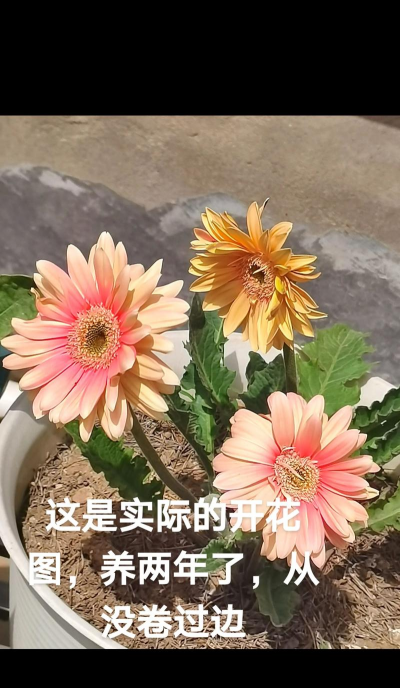 别墅园林绿化设计，打造私密空间，提升居住品质