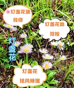 别墅园林绿化设计，打造私密空间，提升居住品质