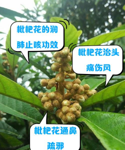 别墅园林绿化设计，打造私密空间，提升居住品质