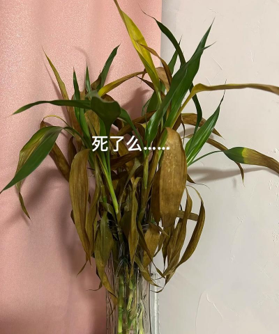 芍药花怎么养，掌握关键要点，花开更鲜艳