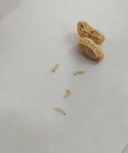 葡萄栽培，掌握关键技术，实现优质丰产