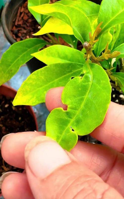 家庭养花用生根粉