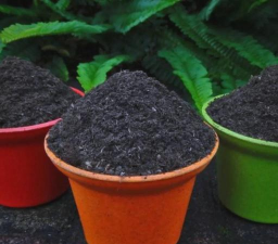 葡萄栽培，掌握关键技术，实现优质丰产