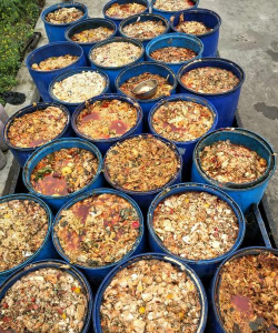 葡萄栽培，掌握关键技术，实现优质丰产