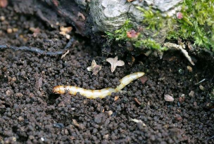 柿树虫病防治，识别常见虫害，掌握有效方法