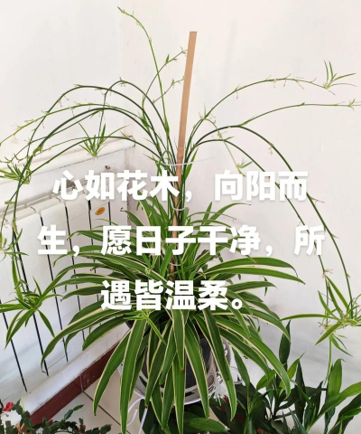 柿树虫病防治，识别常见虫害，掌握有效方法