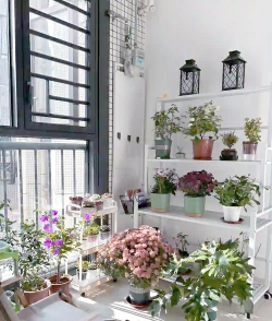 柿树虫病防治，识别常见虫害，掌握有效方法