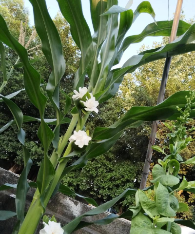 葡萄栽培，掌握关键技术，实现优质丰产