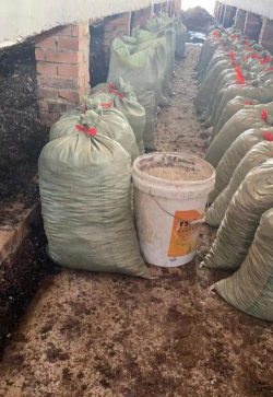 葡萄栽培，掌握关键技术，实现优质丰产