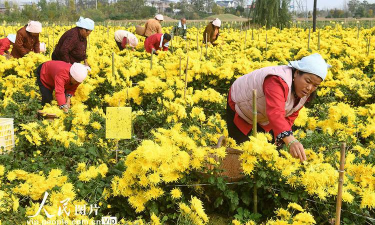 葡萄栽培，掌握关键技术，实现优质丰产