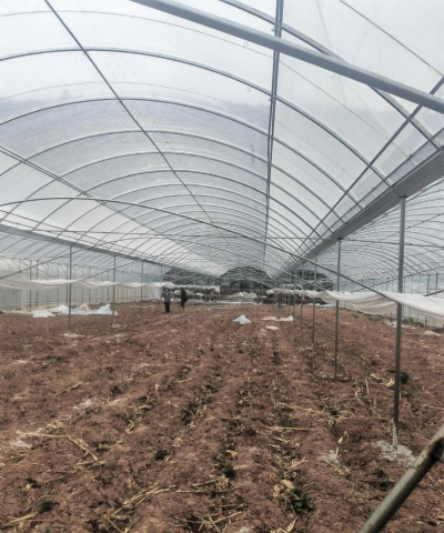 无土栽培技术，突破土壤限制，开启高效种植新篇章