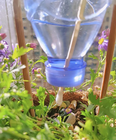 无土栽培技术，突破土壤限制，开启高效种植新篇章