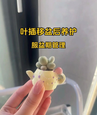 无土栽培技术，突破土壤限制，开启高效种植新篇章