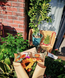 家庭养花用生根粉