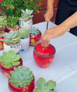 栀子花怎么养，掌握浇水技巧，避免黄叶掉苞